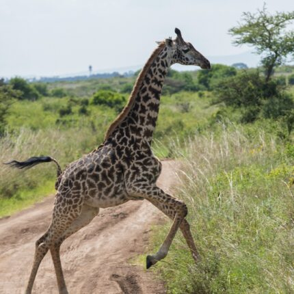 3-Day Nairobi Escape