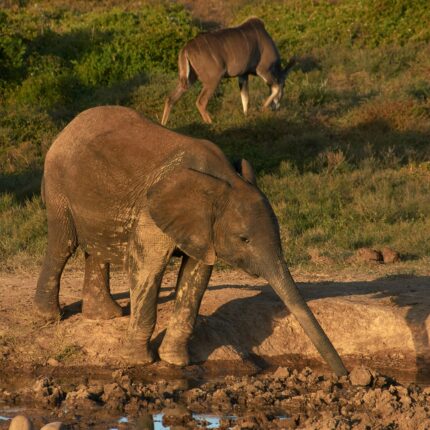 Amboseli National Park